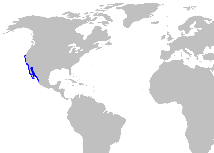 Файл:Heterodontus francisci distmap.png