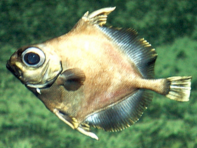 Файл:Neocyttus helgae 2.jpg