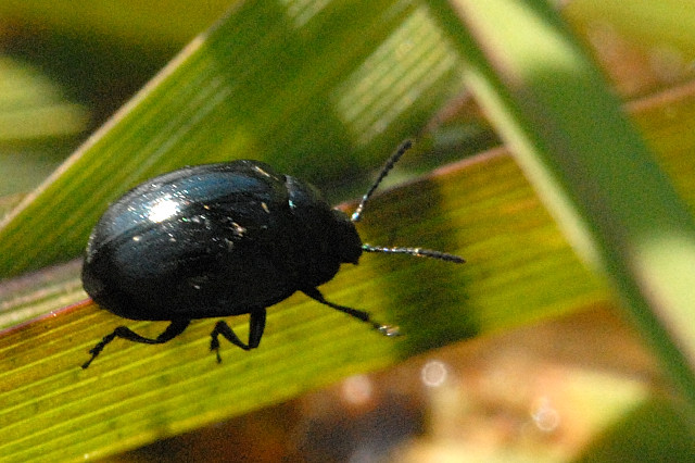 Файл:Psylliodes.chalcomerus.-.lindsey.jpg