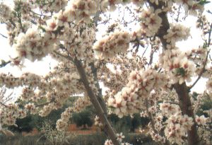 Файл:Almendro en flor.jpg