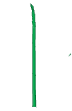 Файл:Plant morphology solid filiform.png