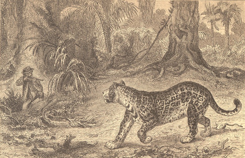 Файл:Belt Thomas jaguar frontispiece.jpg