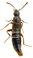 Aleochara spadicea