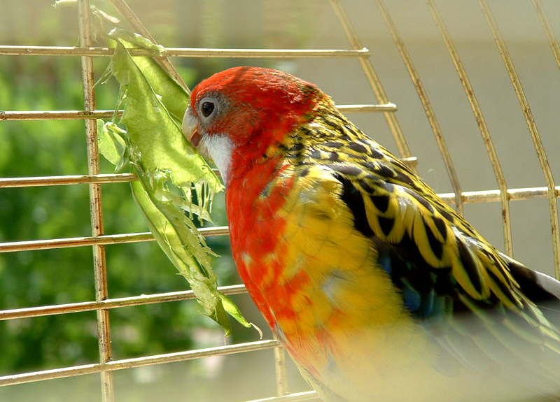 Файл:Platycercus eximius 2.jpg