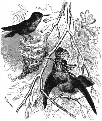 Файл:Descent of Man fig48.jpg