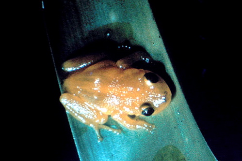 Файл:Eleutherodactylus jasperi.jpg