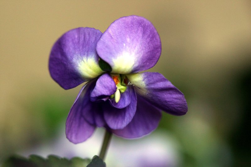 Файл:Violette de Toulouse.jpeg