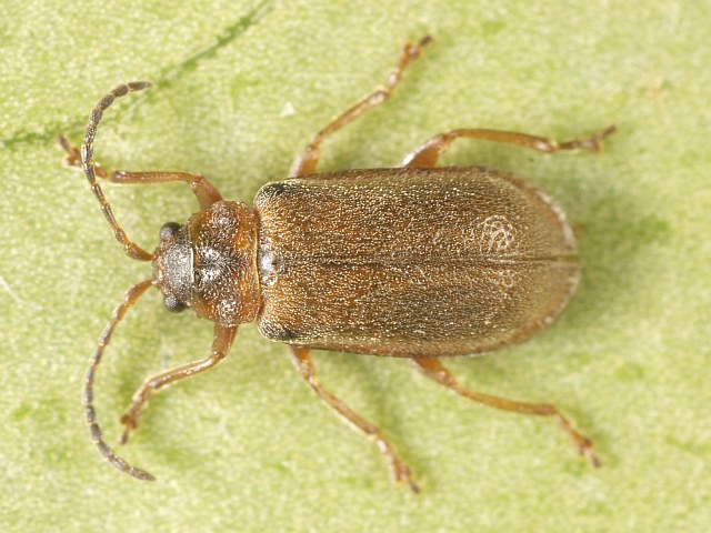 Файл:Galerucella pusilla.jpg