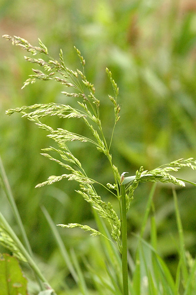 Файл:Poa.compressa.jpg