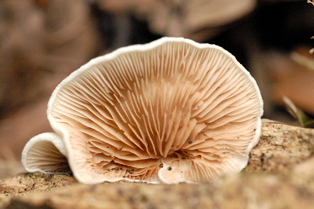 Файл:Crepidotus spec. - Lindsey 3b.jpg