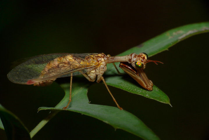 Файл:Mantispe 002.jpg