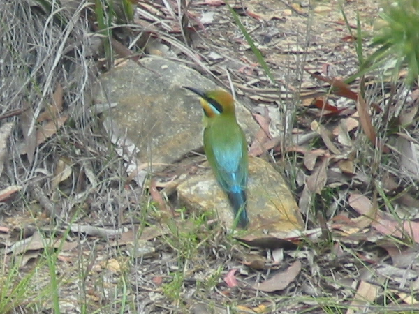 Файл:Rainbow bee-eater.jpg