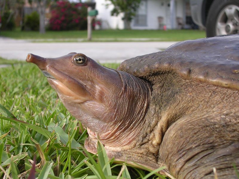 Файл:Eastern Spiny Softshell Turtle.jpg