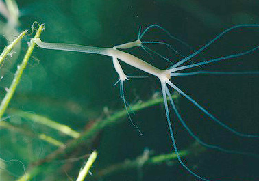Файл:Hydra oligactis.jpg