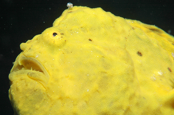 Файл:6903 aquaimages.jpg