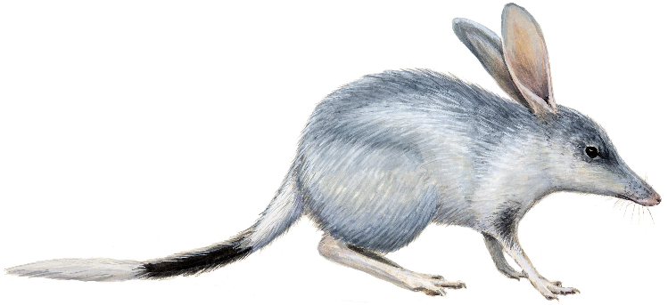 Файл:Phylogenetic tree of marsupials derived from retroposon data (Paramelemorphia).png