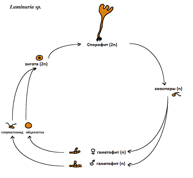 Файл:Схема жизненного цикла ламинарии.GIF