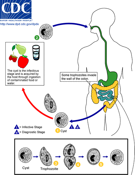 Файл:Balantidium LifeCycle.png