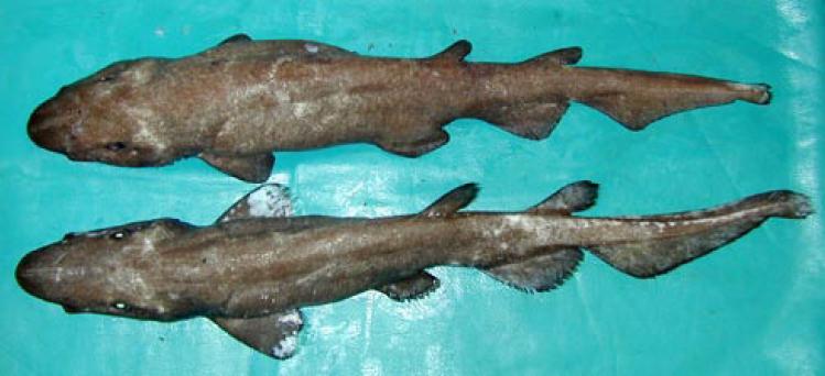 Файл:Deepwater catshark.jpg
