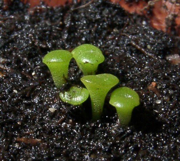 Файл:Lithops aucampiae 2,5mm 5days.jpg