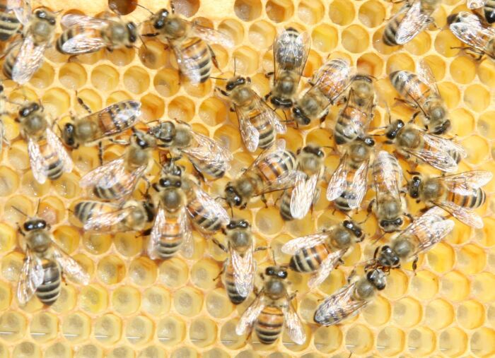 Файл:Buckfast bee.jpg