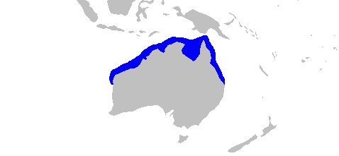 Файл:Carcharhinus fitzroyensis distmap.png