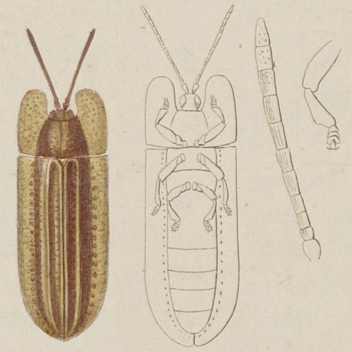 Файл:Delocrania cossyphoides.jpg