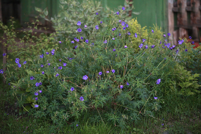 Файл:Geranium-'Nimbus'.jpg