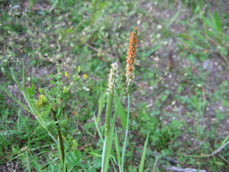 Файл:Alopecurus aequalis.jpeg