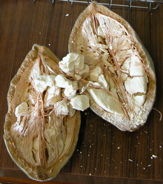 Файл:Baobab Frucht.jpg