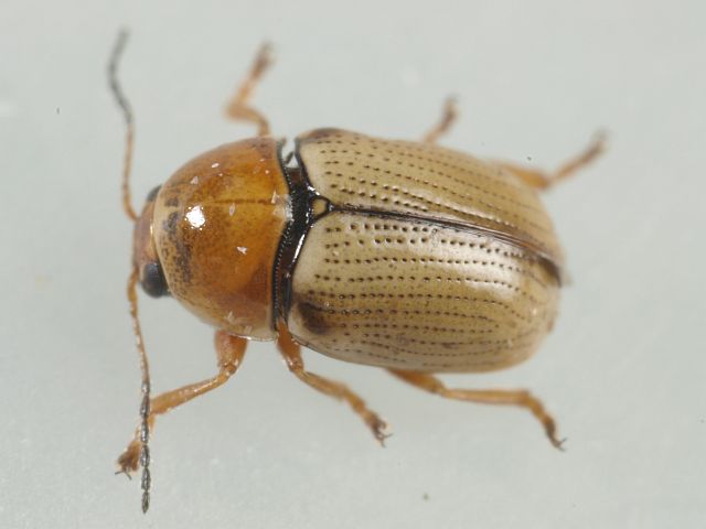 Файл:Cryptocephalus fulvus.jpg