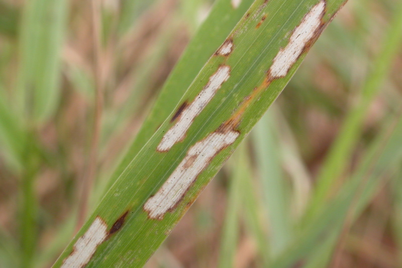 Файл:Cynegetis impunctata - feeding marks.jpg