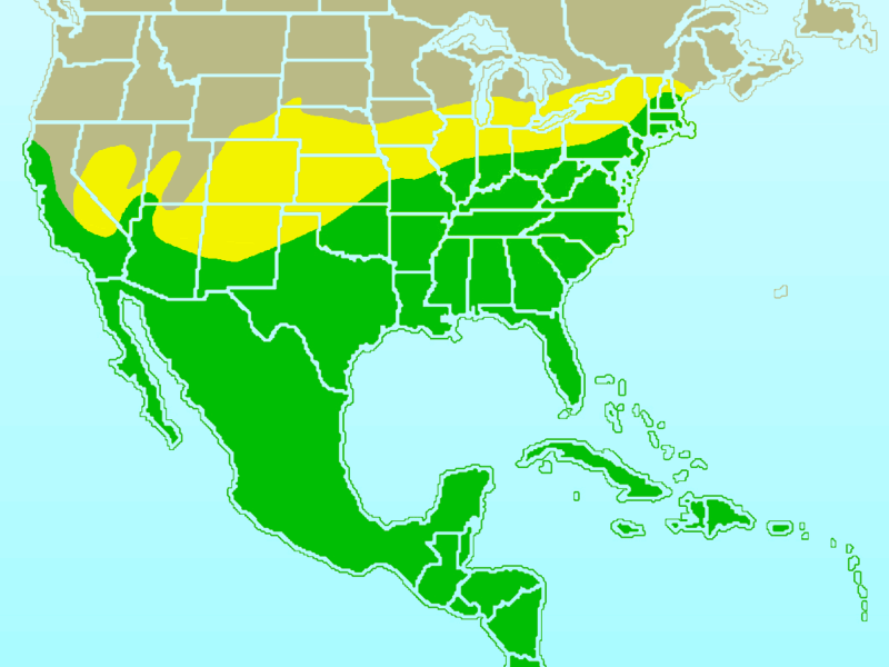 Файл:Northern Mockingbird-rangemap.gif