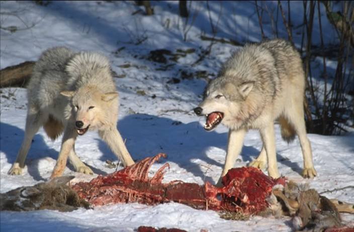 Файл:Wolves Kill.jpg