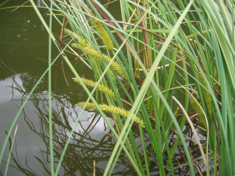Файл:Carex rostrata.jpeg