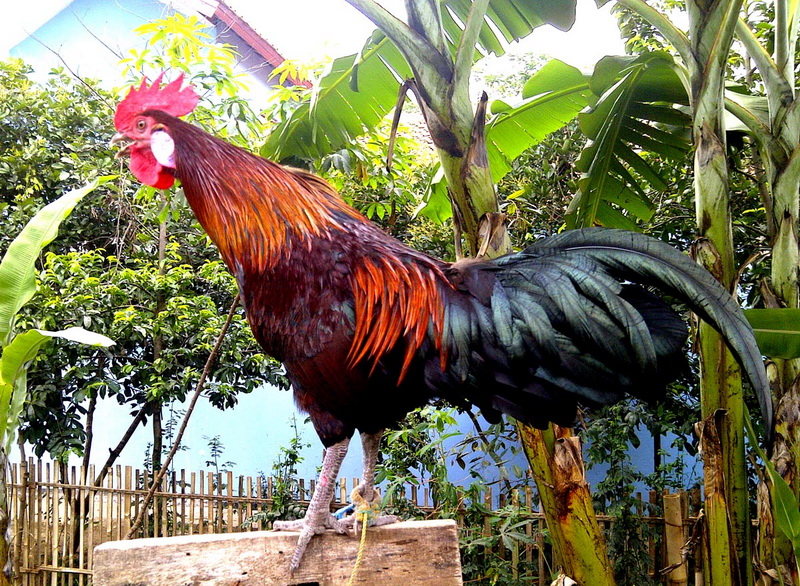Файл:The Laughing Chicken.jpg