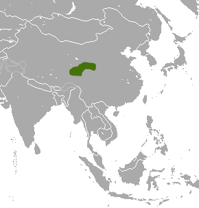Файл:Tibetan Shrew area.png