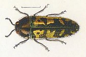 Файл:Acmaeodera acuta.jpg