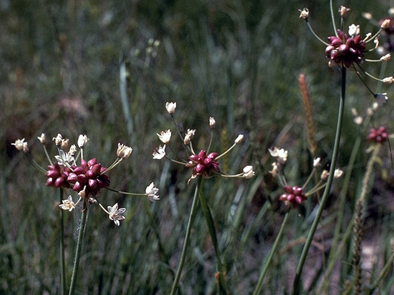 Файл:Allium canadense.jpg