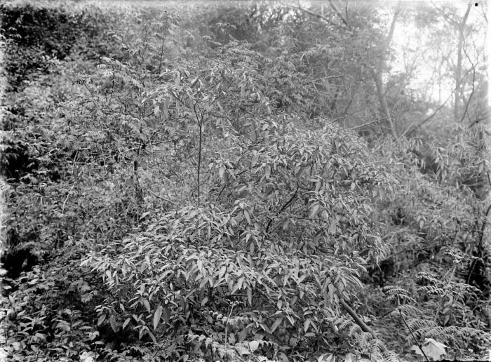 Файл:COLLECTIE TROPENMUSEUM Parasponia-vegetatie iets beneden de Kawah Idjen Oost-Java TMnr 10006089.jpg