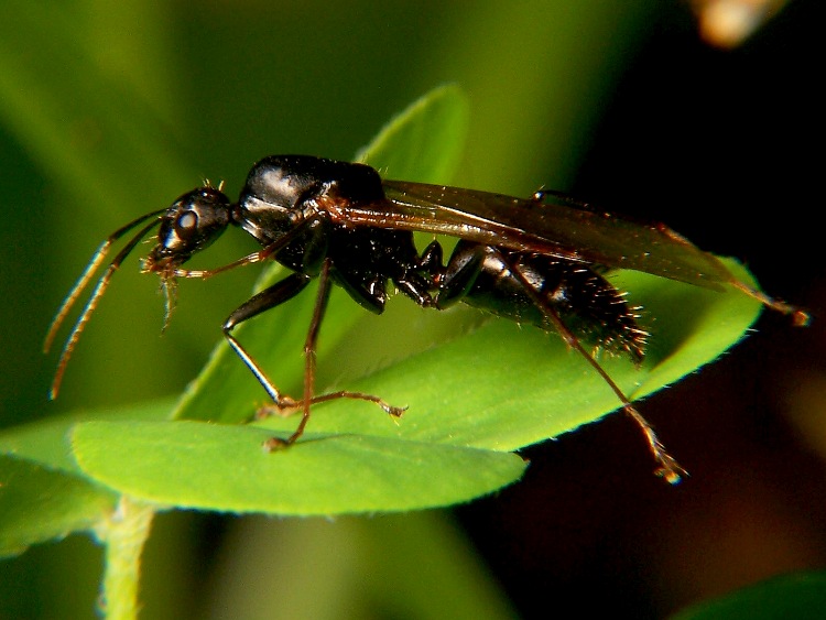 Файл:Carpenter ant drone wiki.jpg