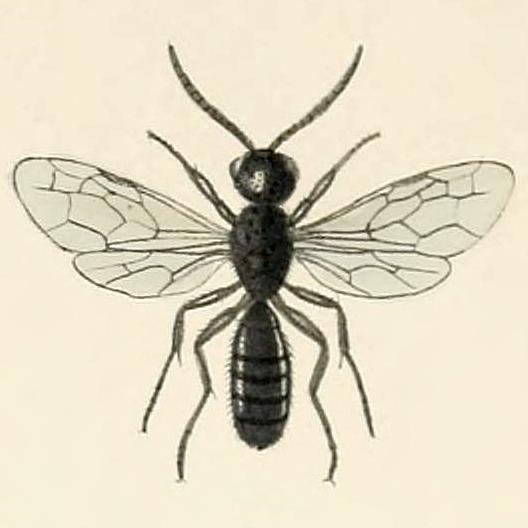 Файл:Myrmosa atra SaundersHymenopteraAculeataPlate7.jpg
