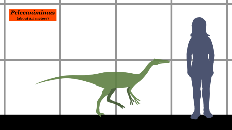 Файл:Pelecanimimus SIZE.png