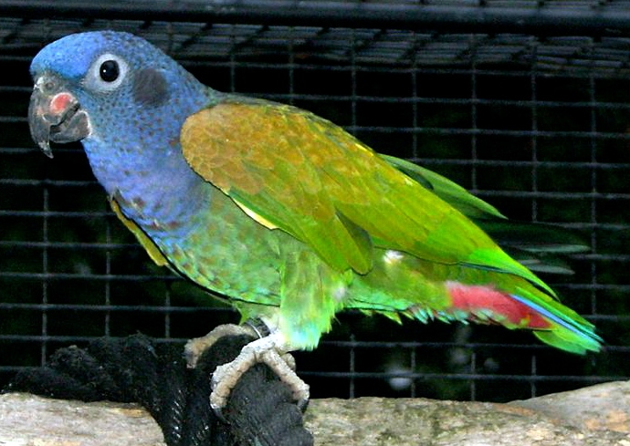 Файл:Pionus menstruus -in captivity.jpg