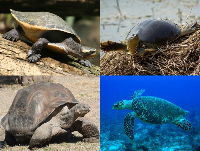 Файл:Turtle diversity.jpg