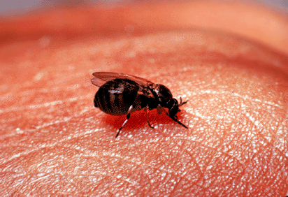 Файл:Black Fly.png