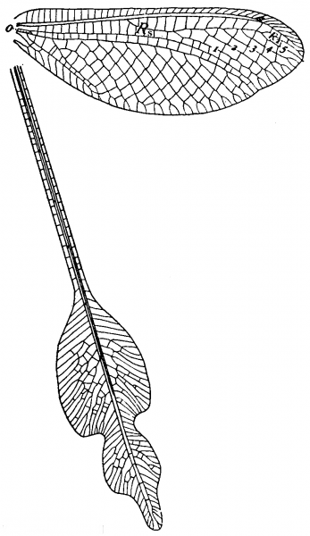 Файл:Lertha extensa wings.png