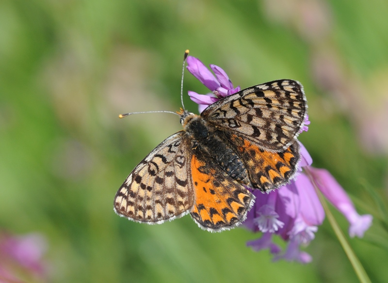 Файл:Melitaea interrupta 02.jpg