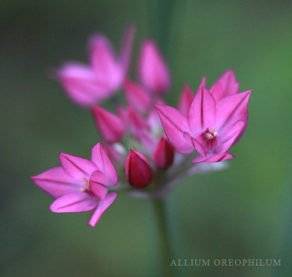 Файл:Allium-oreophilum.jpg
