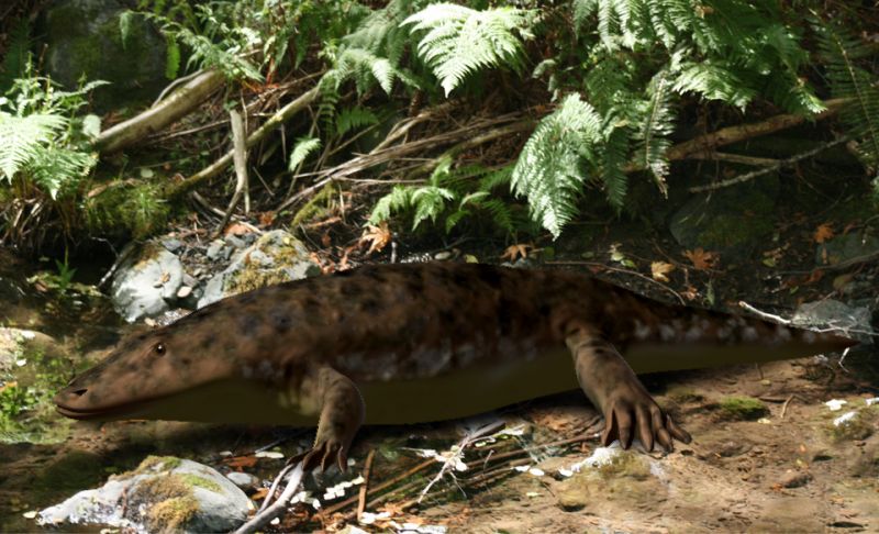Файл:Eryops BW.jpg